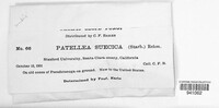 Patellea suecica image